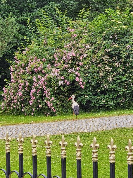 Wildrosenblüte in Schossin am Gutshaus