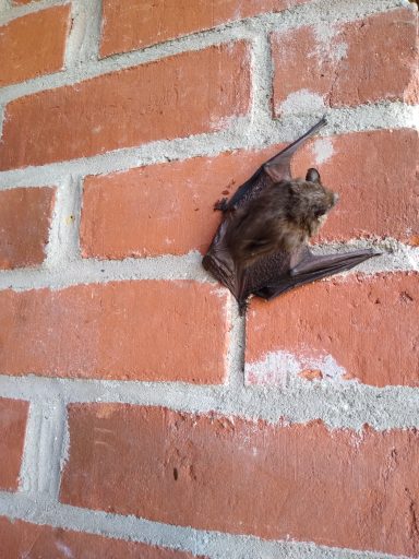 Braunflügelfledermaus in Schossin