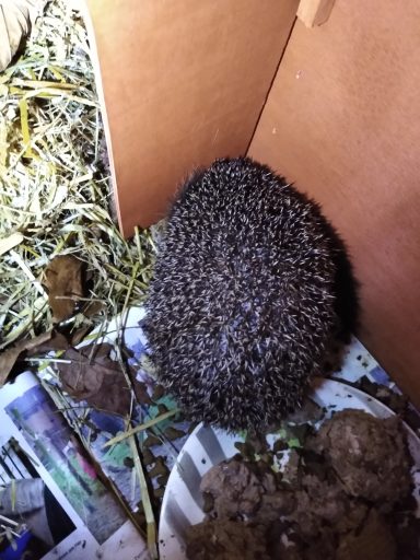 Igel im Futterhaus in Schossin