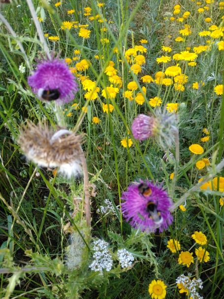Dunkle Erdhummel, Gartenhummel, Steinhummel